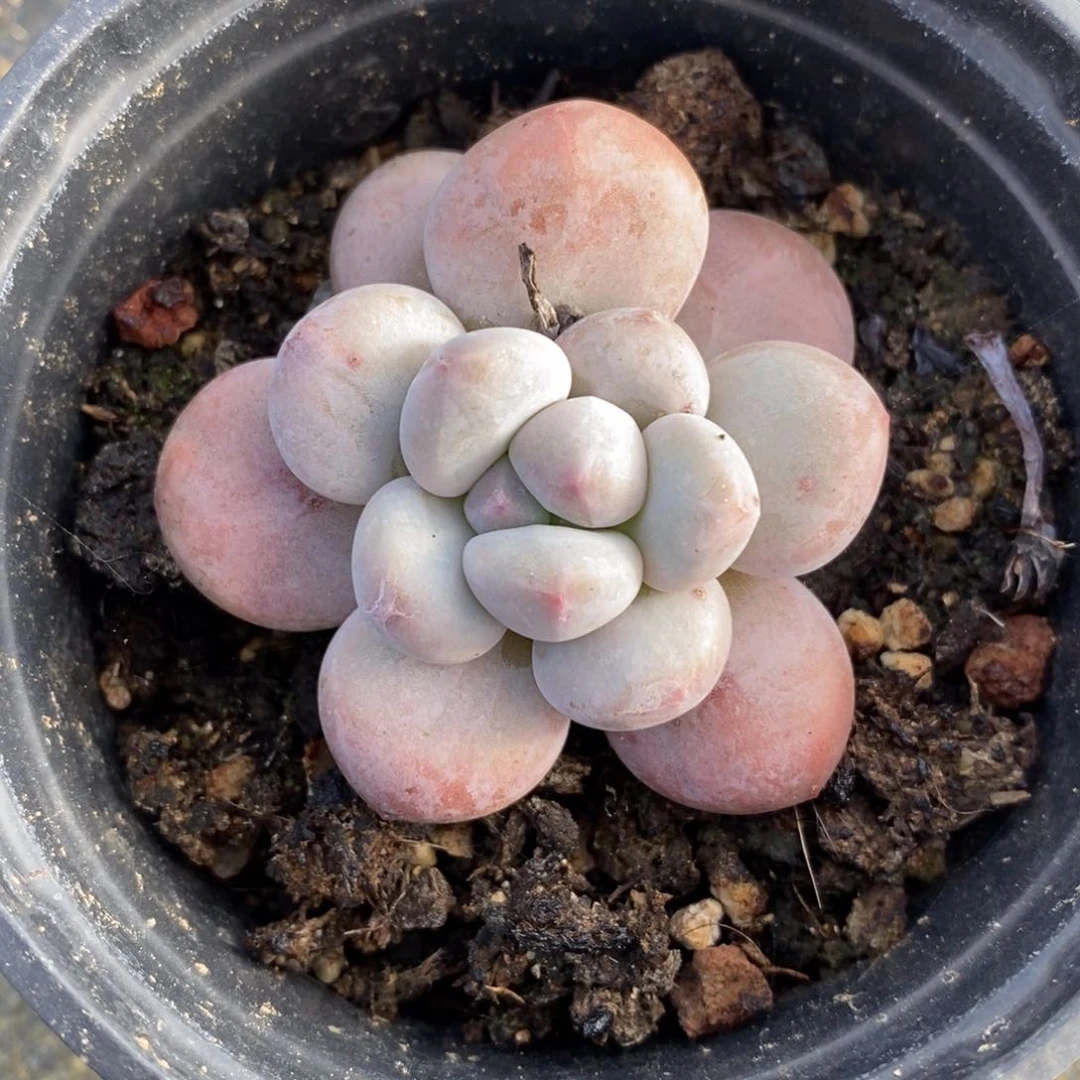 自助下单一物一拍多肉，下滑更多品种选择