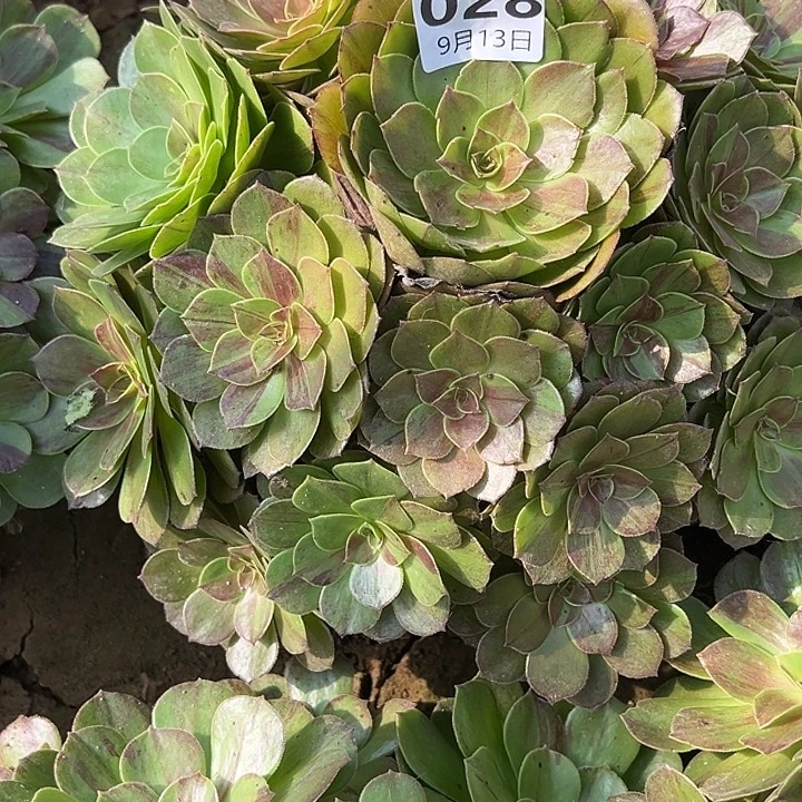 9.13-28花月夜多肉植物3