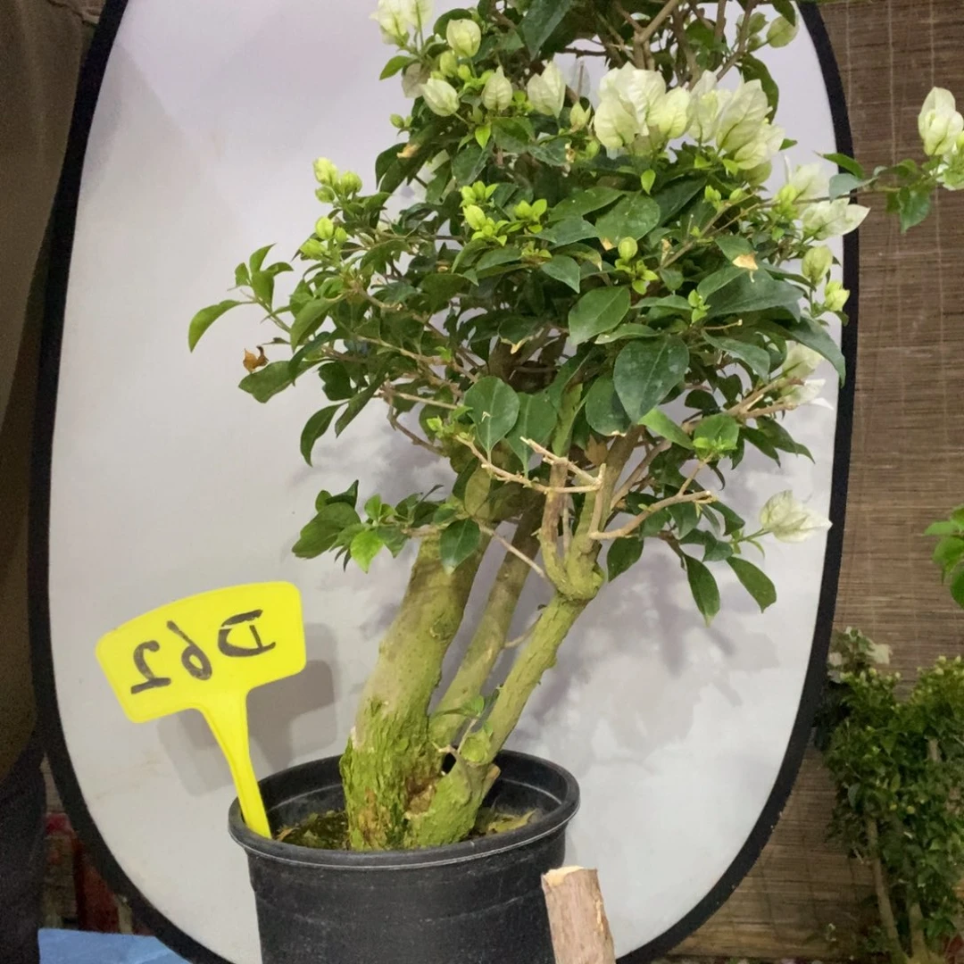 高*三角梅白雪公主D62