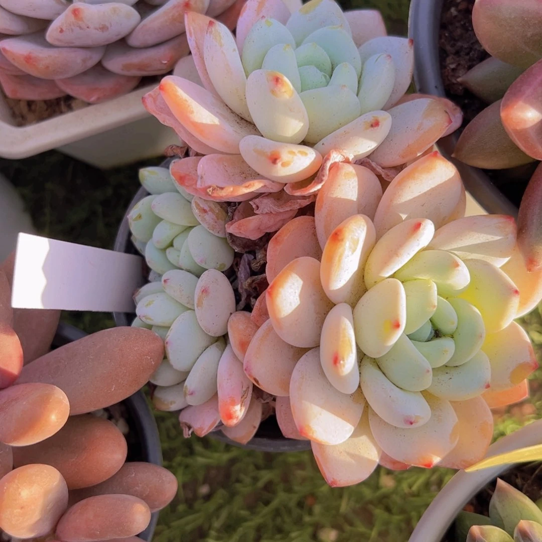 香玉的故事是一个人的故事