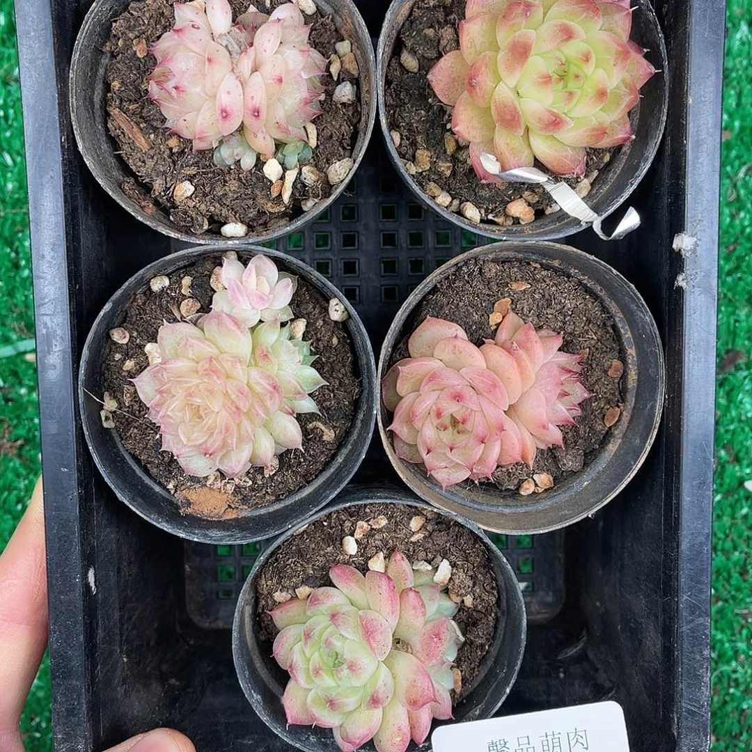 多肉一物一拍31-149