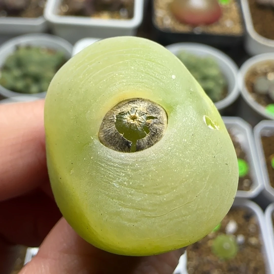 2.7+漂亮多肉植物495