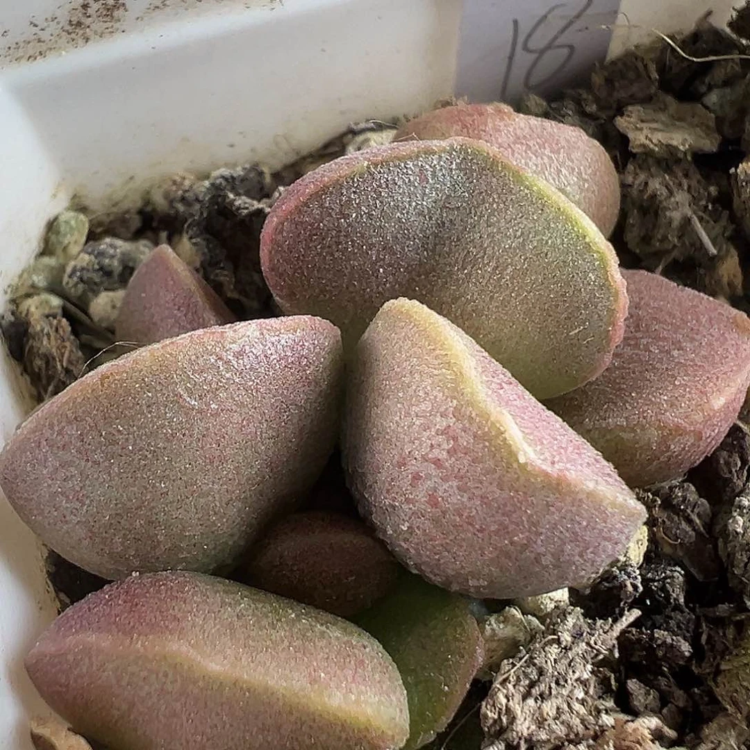 锦鲤多肉水泡植物
