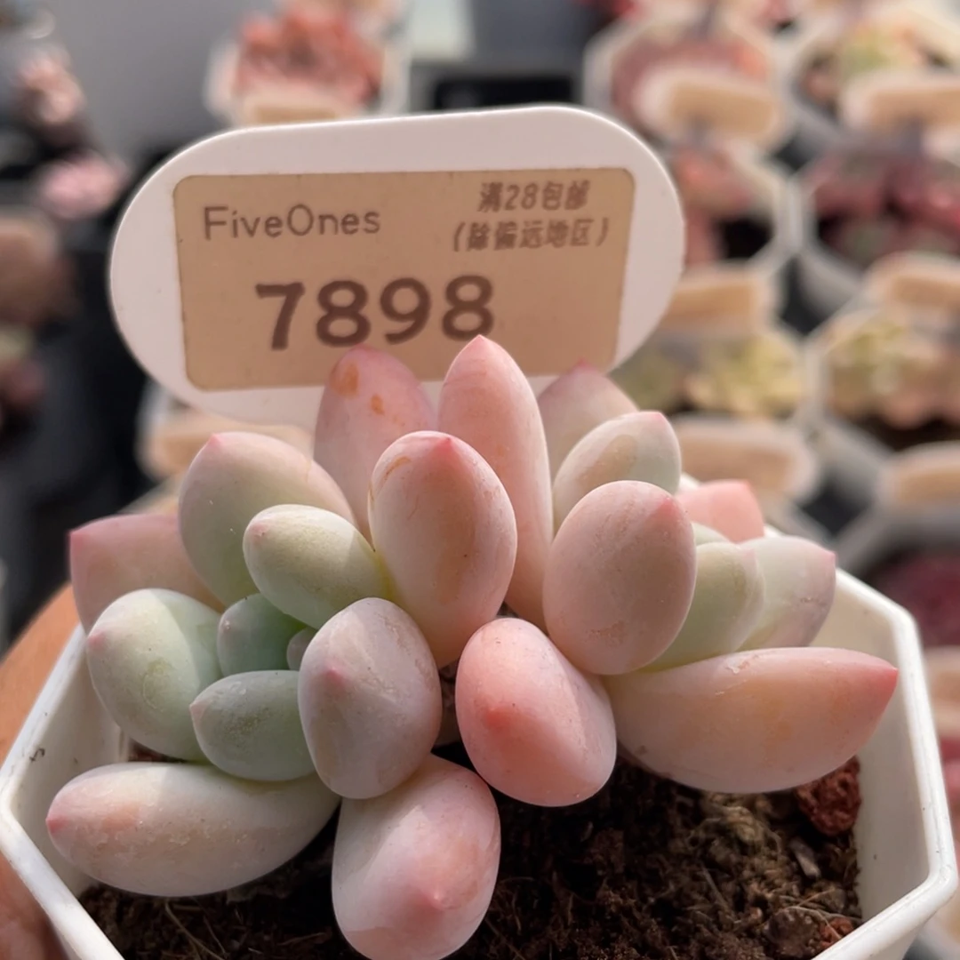 香水7898-6.0厘米