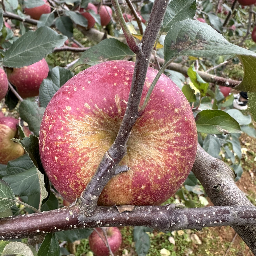 昭通丑苹果苹果现摘现发脆甜多汁包邮   坏果包赔