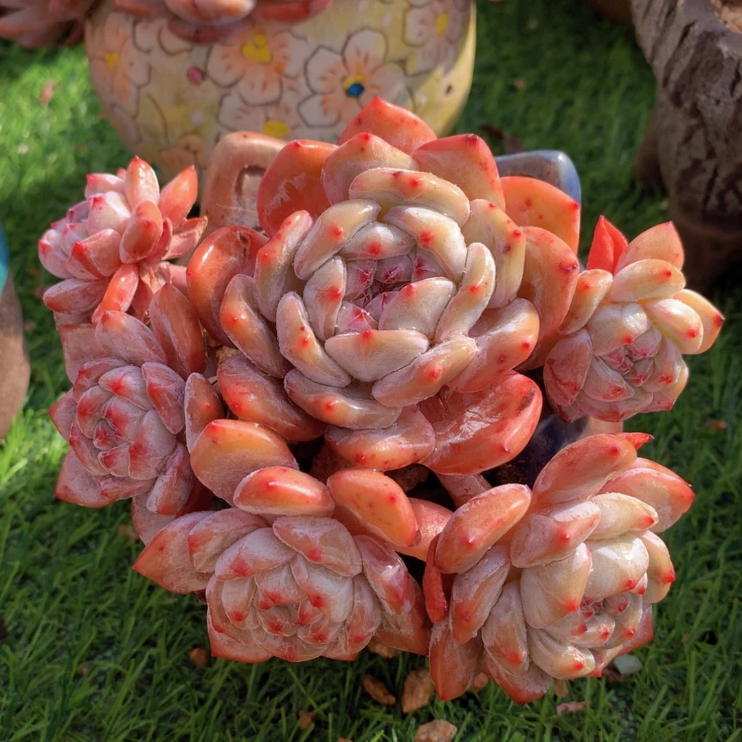 石榴籽12 公分一物一拍