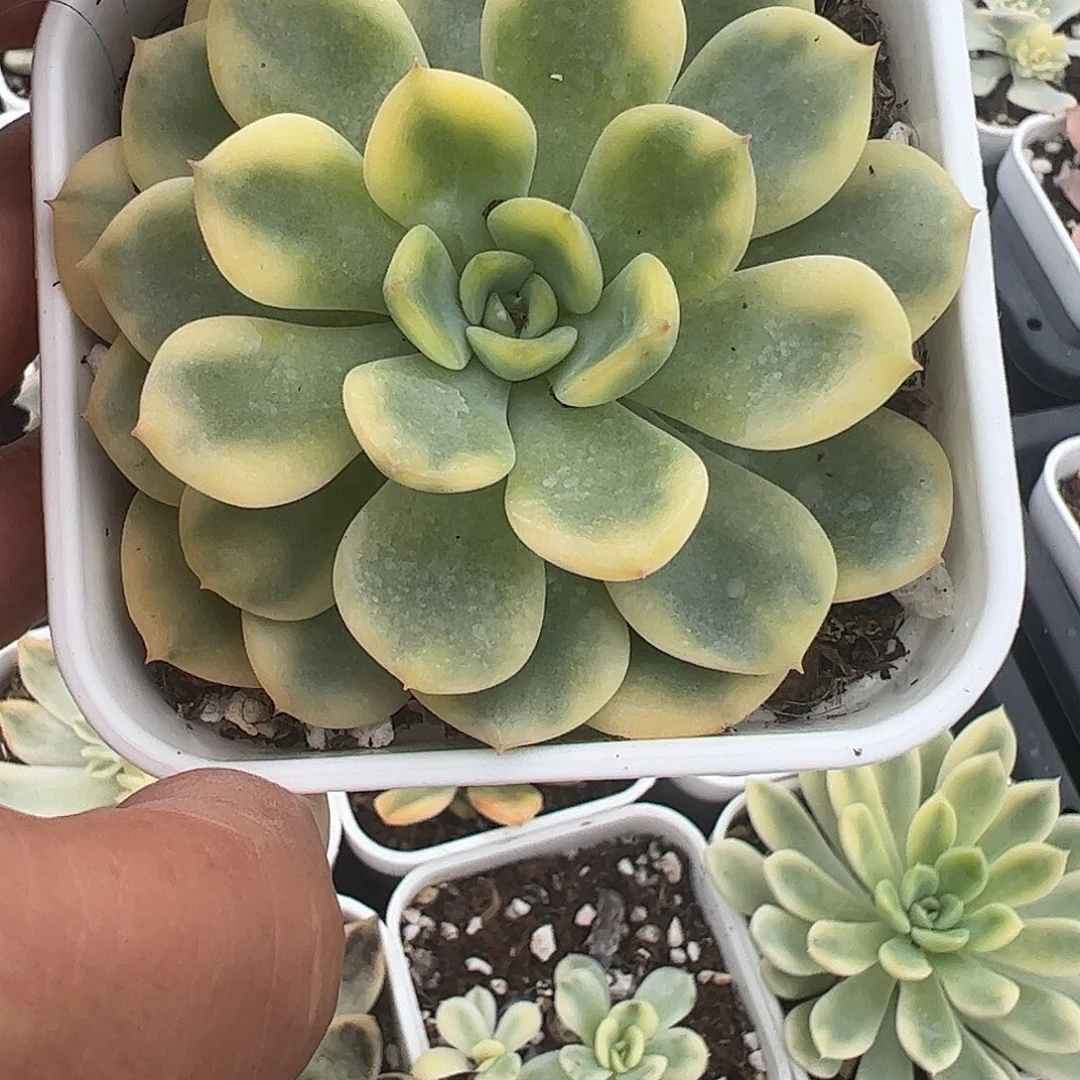 贝***1多肉植物多肉植物