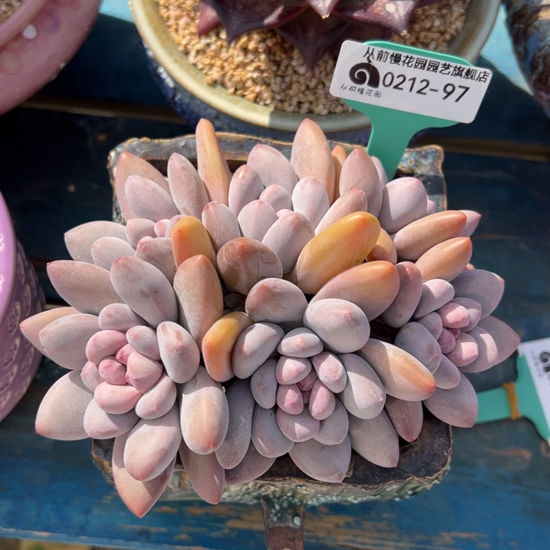 从前慢多肉精选编号0212.97