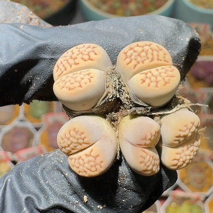 生石花23:：。在。 532号