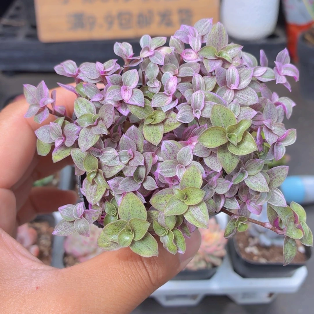 胭脂云多肉9.9包邮发货