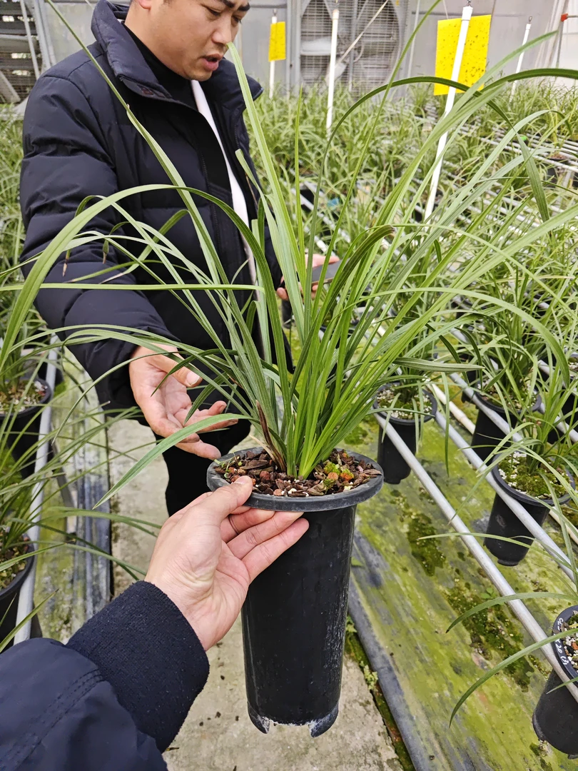 蕙兰老品种大一品