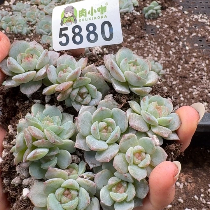 多肉植物多肉植物
