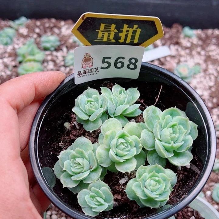多肉植物多肉植物