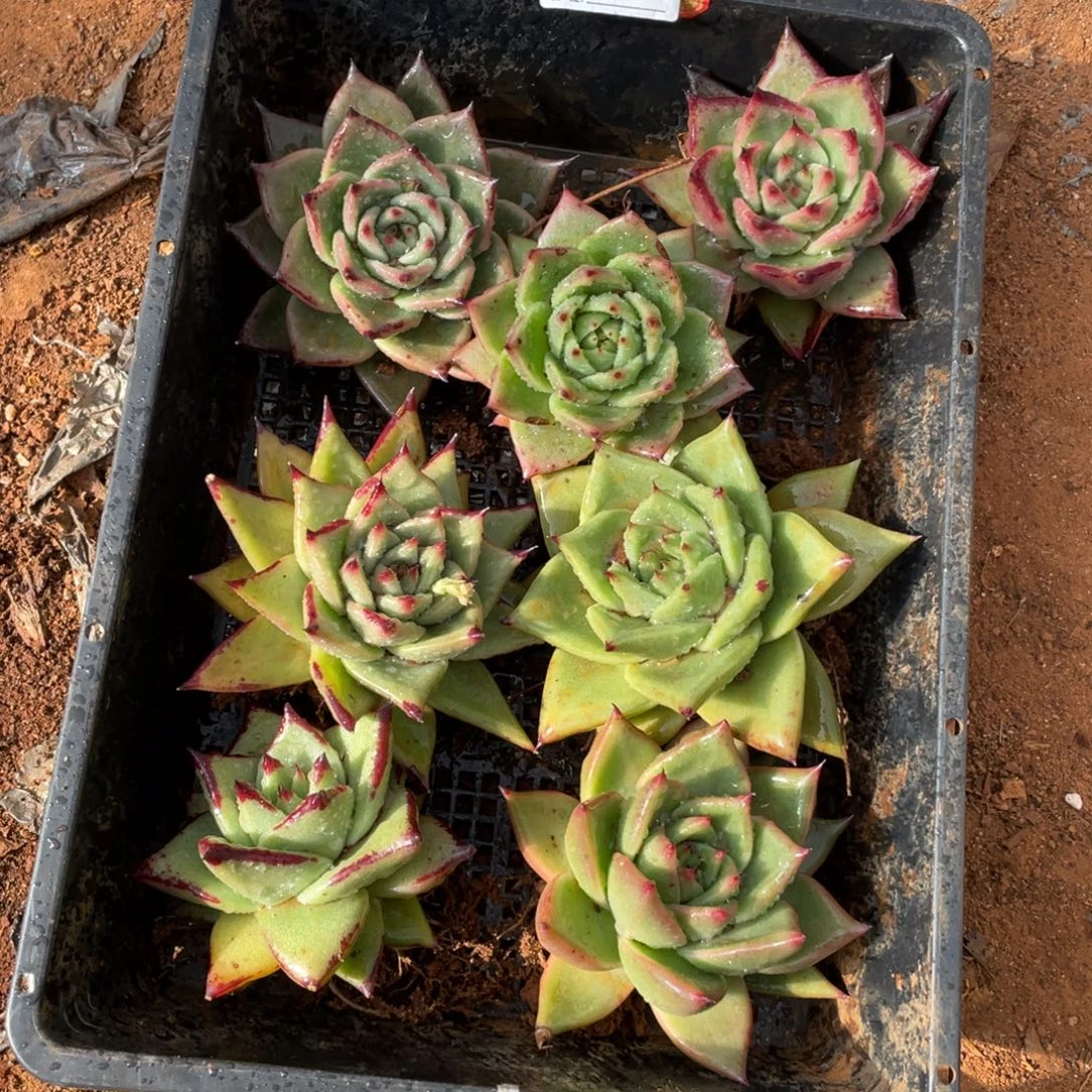 无花朵若如东云单拍B459