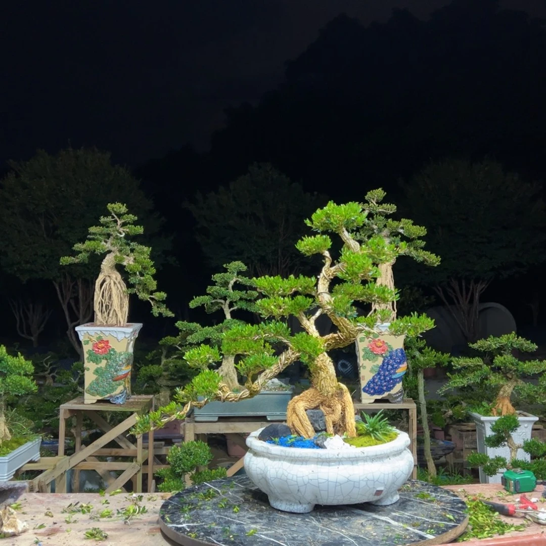 *****无花朵广东皱皮雀舌黄杨