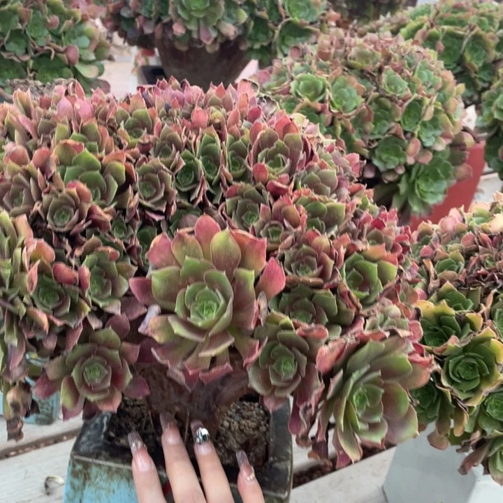 多肉植物的植物分类及植物生长过程及