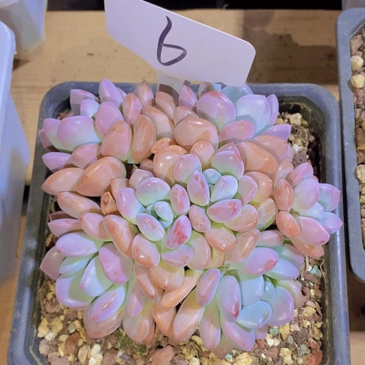 幸**庭这个我就知道啊