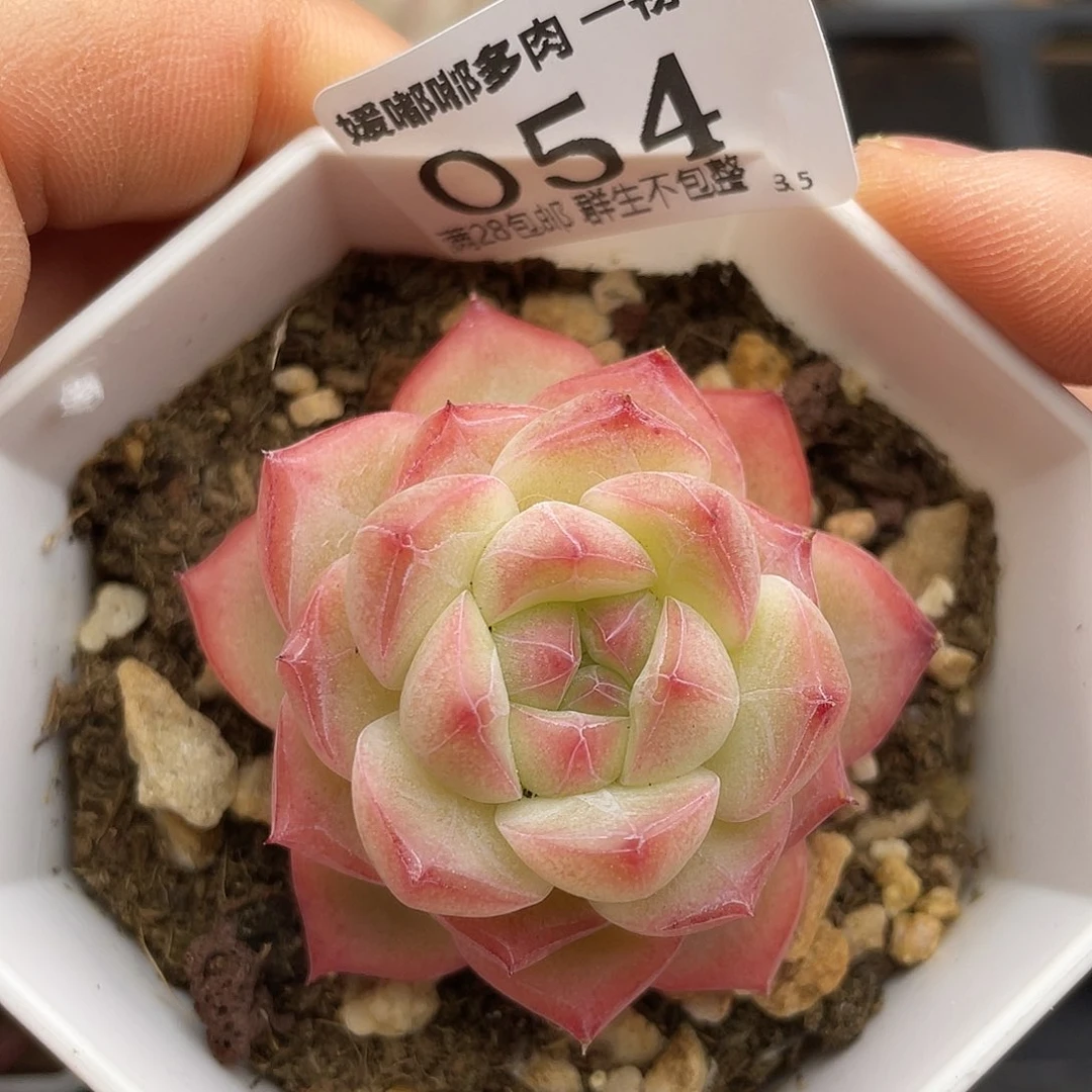 054 3.5一物一拍精品美肉