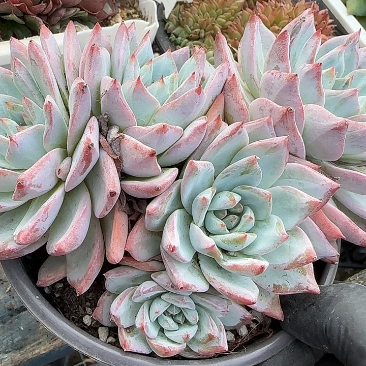 青蛙王子儿童牙膏11