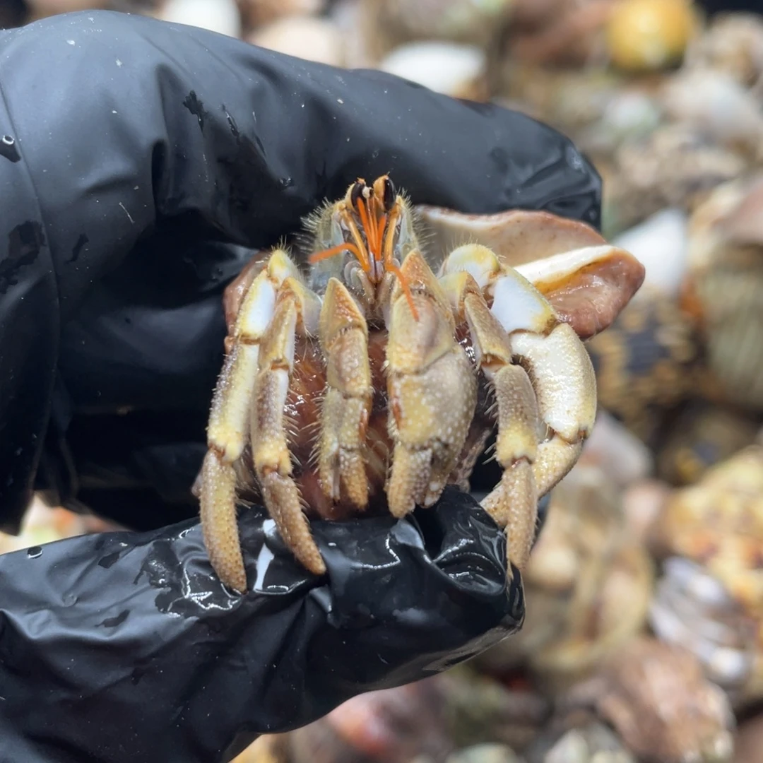 不退不换谢谢支持26