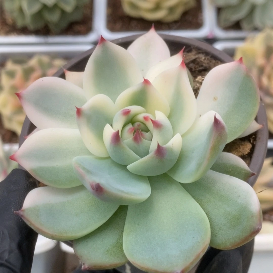 026锦锦锦锦锦锦锦锦锦