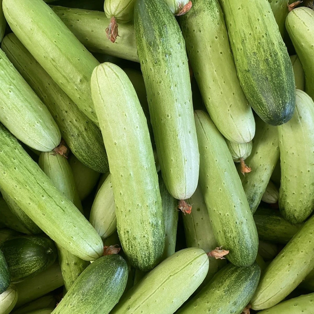 【湖北老品种土黄瓜】旱黄瓜新鲜蔬菜现摘生吃青瓜水果一整箱