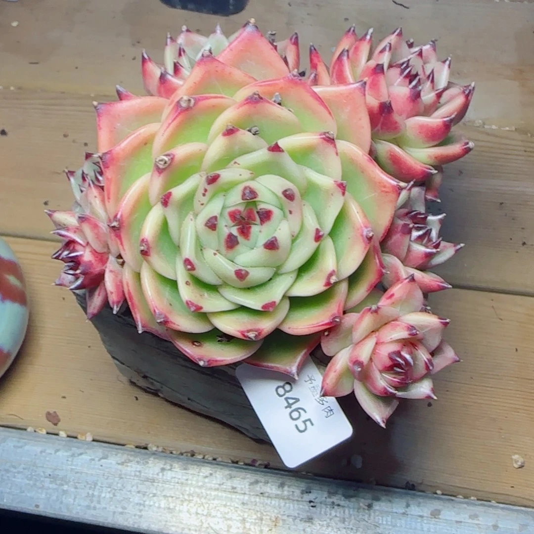 蓝龙，8465多肉植物
