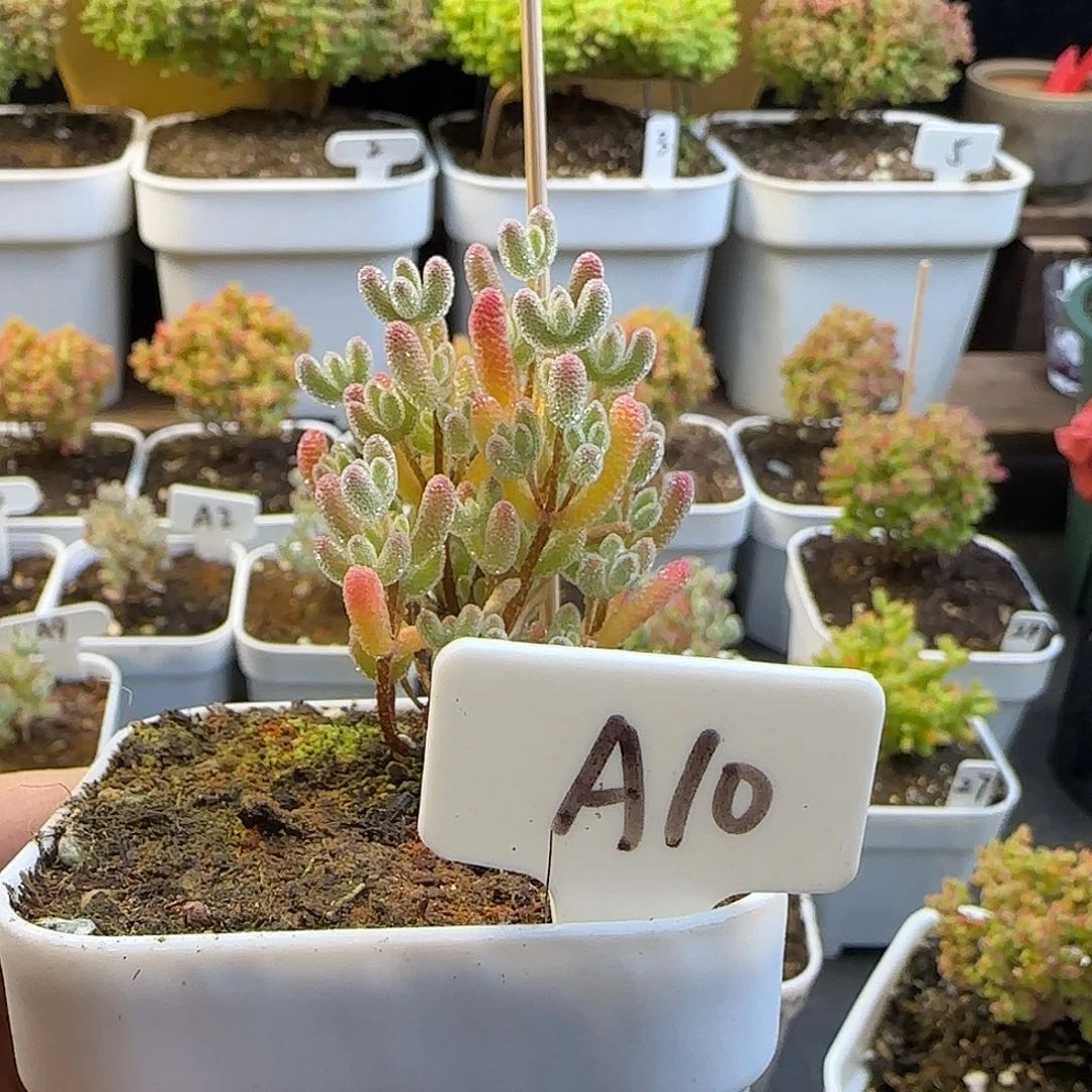 z*-实生冰晶枝干番杏