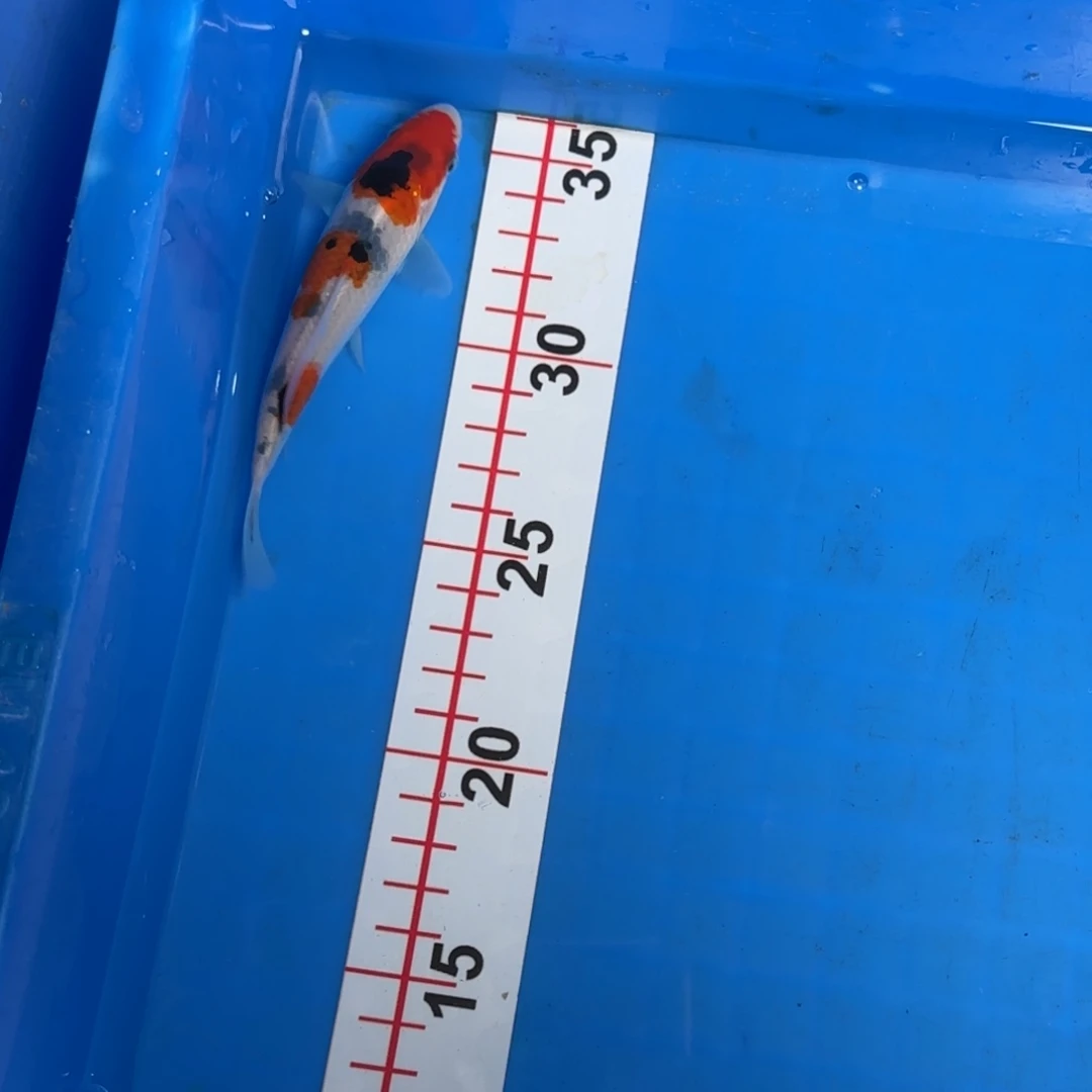 海水鱼阪井米兰小姐