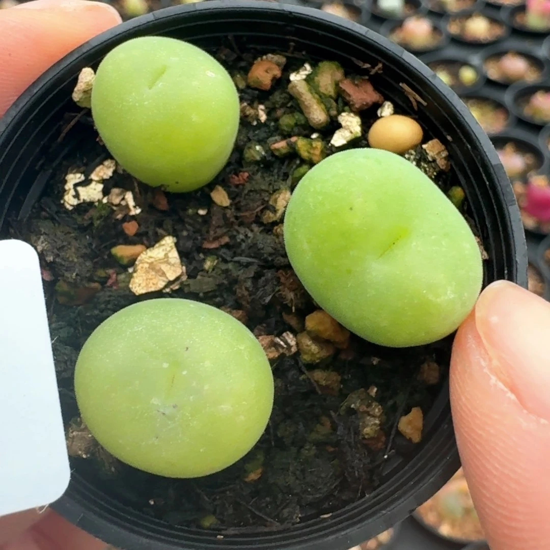 305带盆土发货空卡