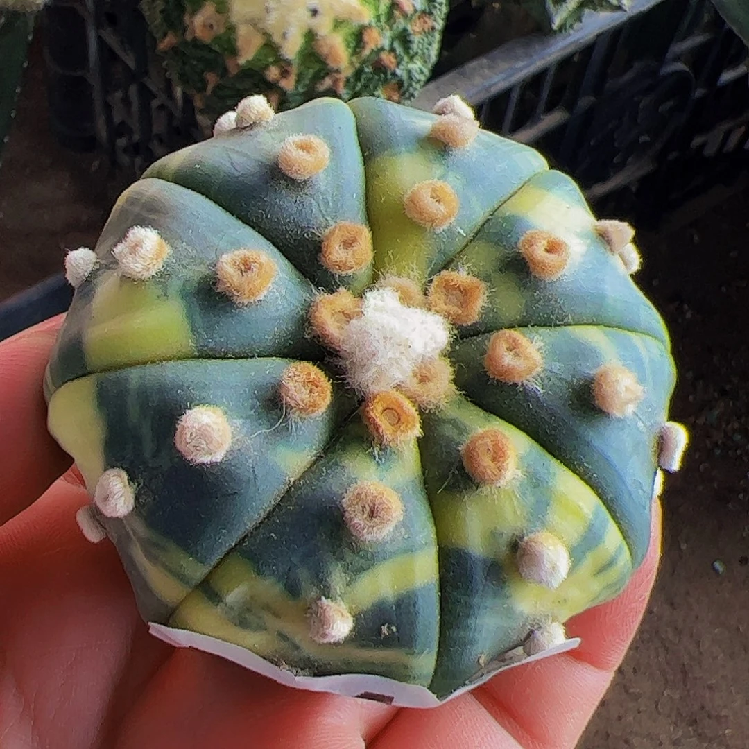 全部花朵福利兜锦已出根510