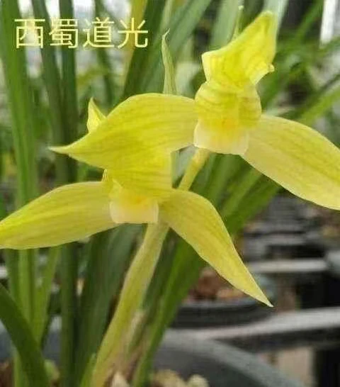 春剑名品：春剑芽黄素兰花。（裸根发货水晶兰）