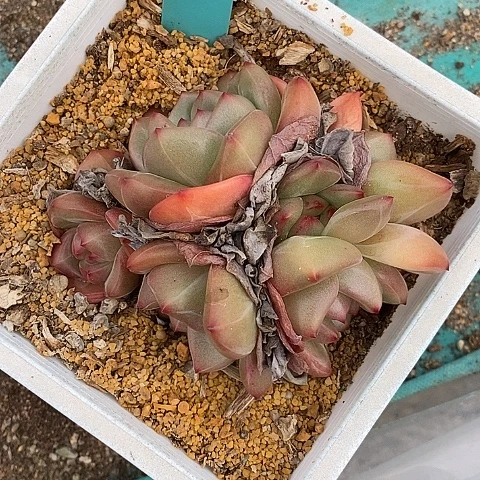 l**a804多肉植物老桩