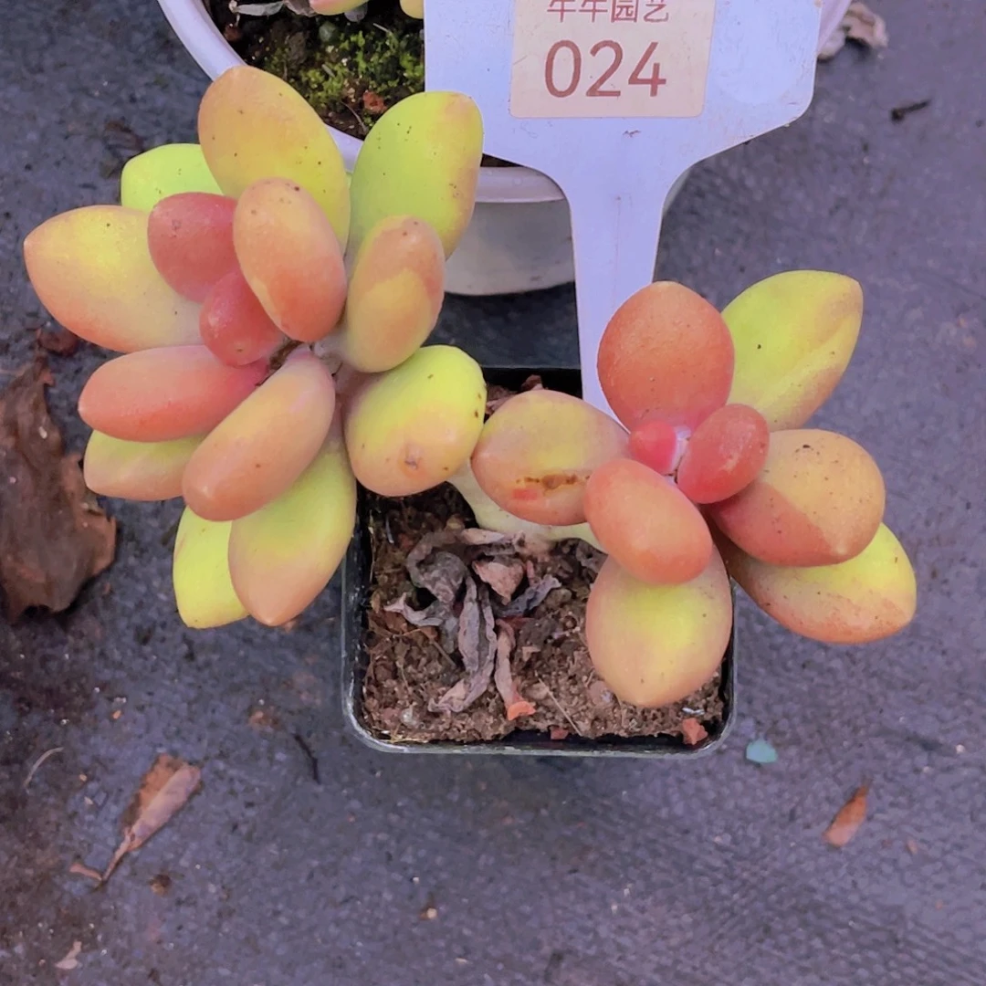 ʚ***ɞ00000000000000024