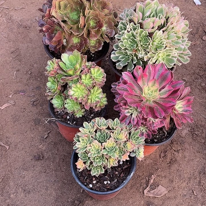 526多肉植物组合，