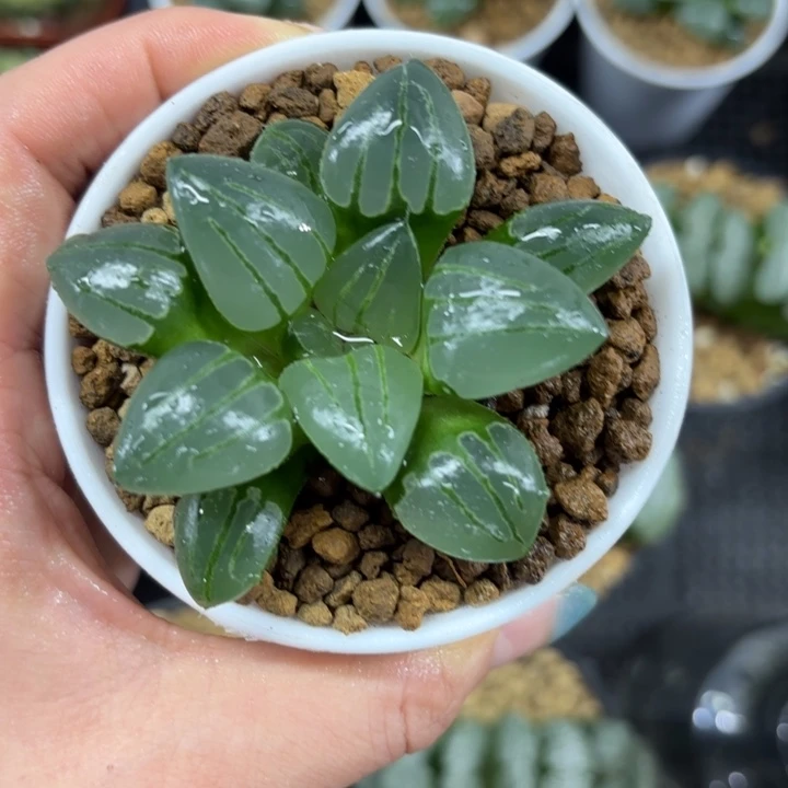 白盘翠虎多肉植物