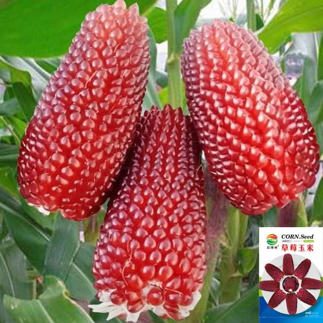 【草莓玉米种子】草莓玉米种子可生吃甜糯高产四季播种蔬菜