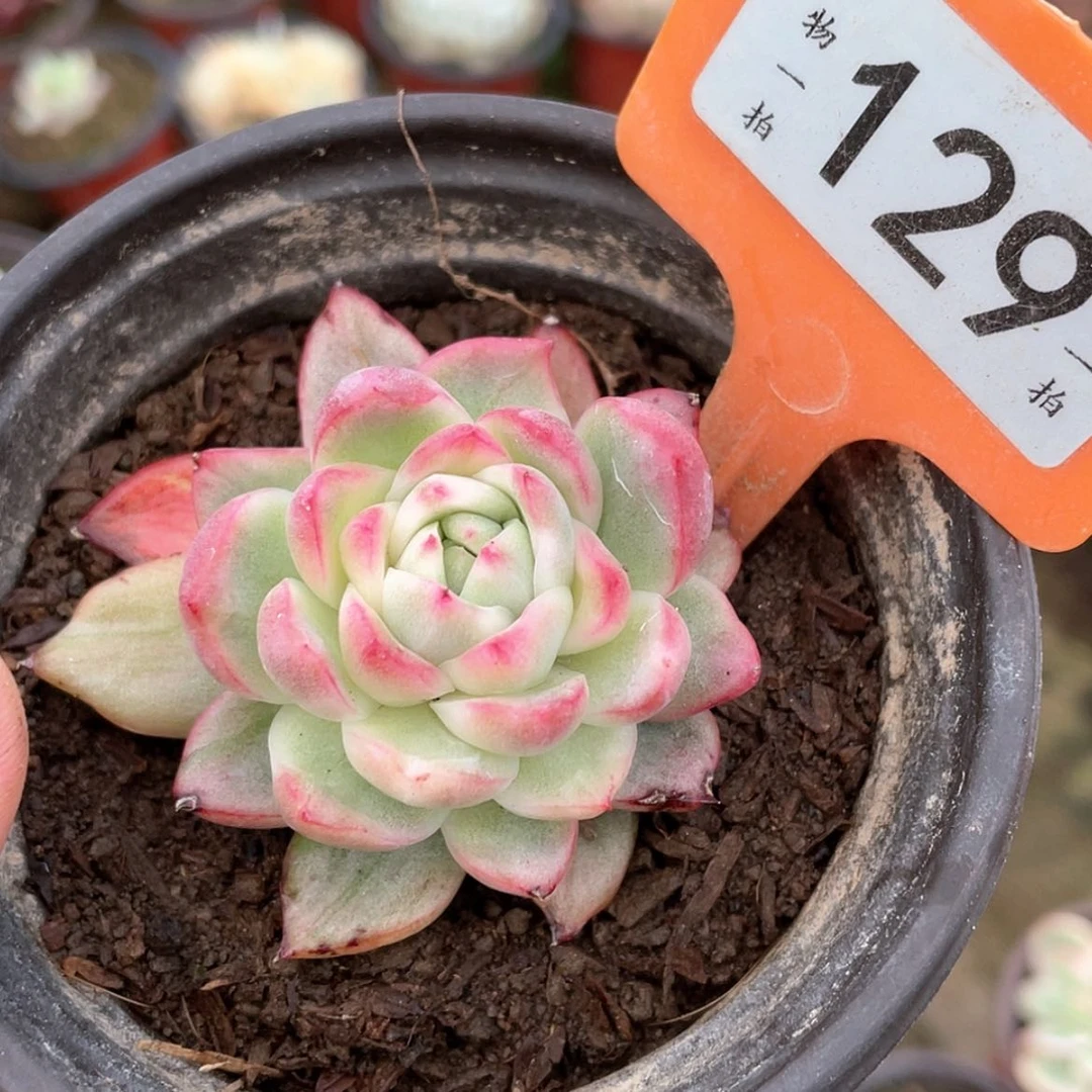 【闪购商品】兔129号