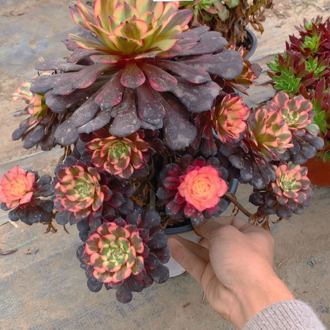 341烟花捧花多肉植物