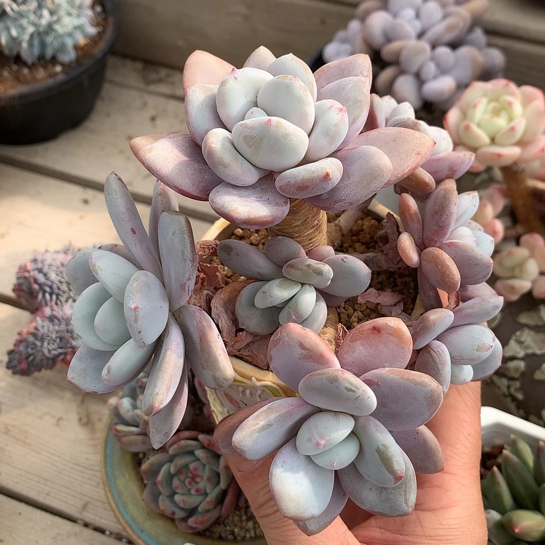 215粉兔多肉一颗13.5厘米