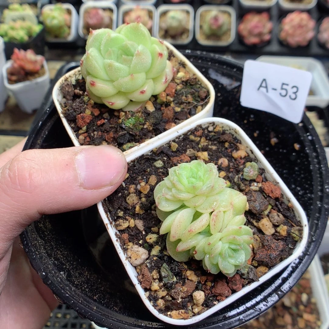 A53y y y y y y y y y