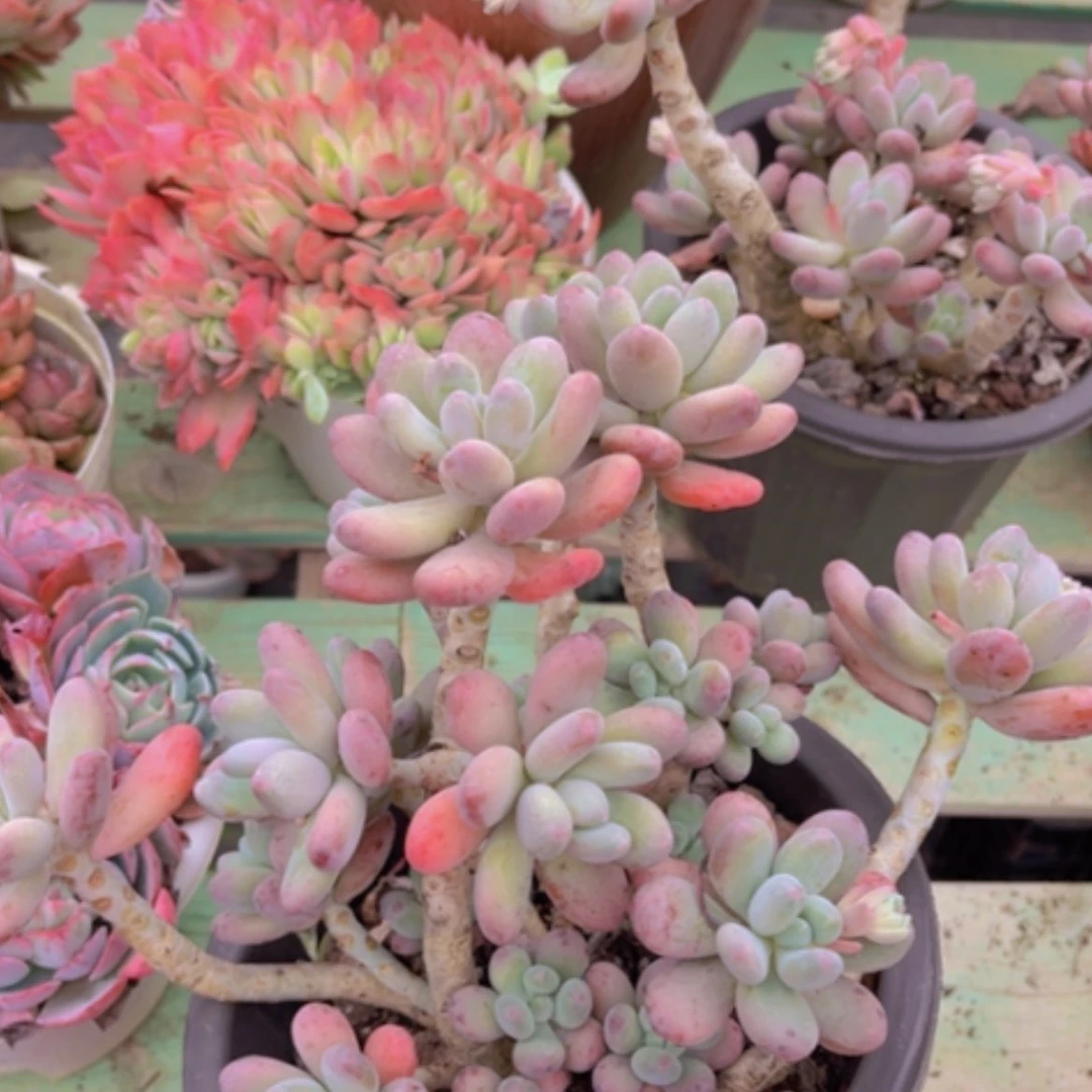 【闪购商品】苹果奶0332