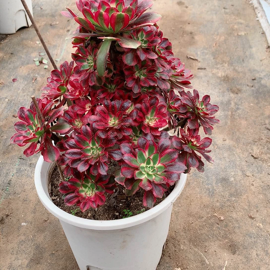 【闪购商品】随*冰淇淋，多肉