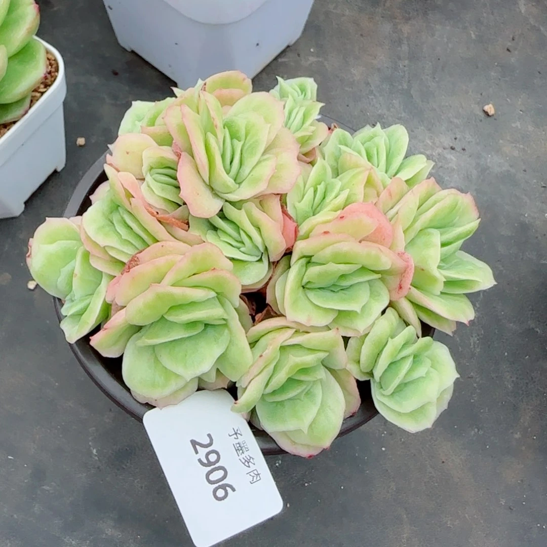 冰玫瑰，2906多肉植物