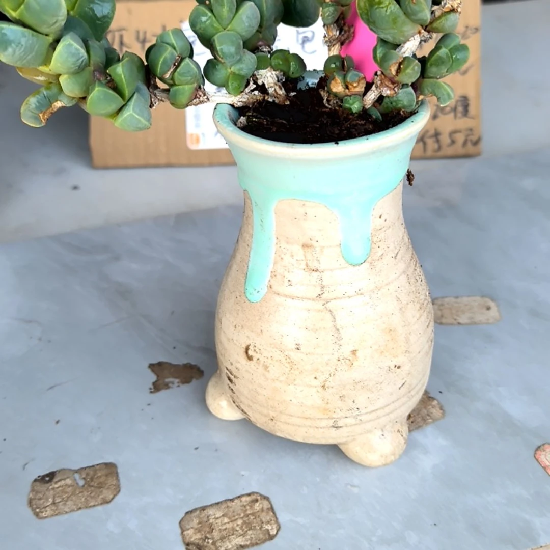 满6元包邮，鹿角老庄福利