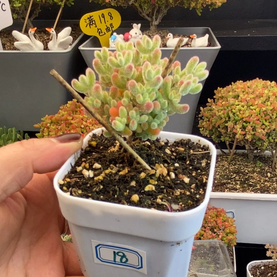 完全开放18号冰晶（6.5cm）