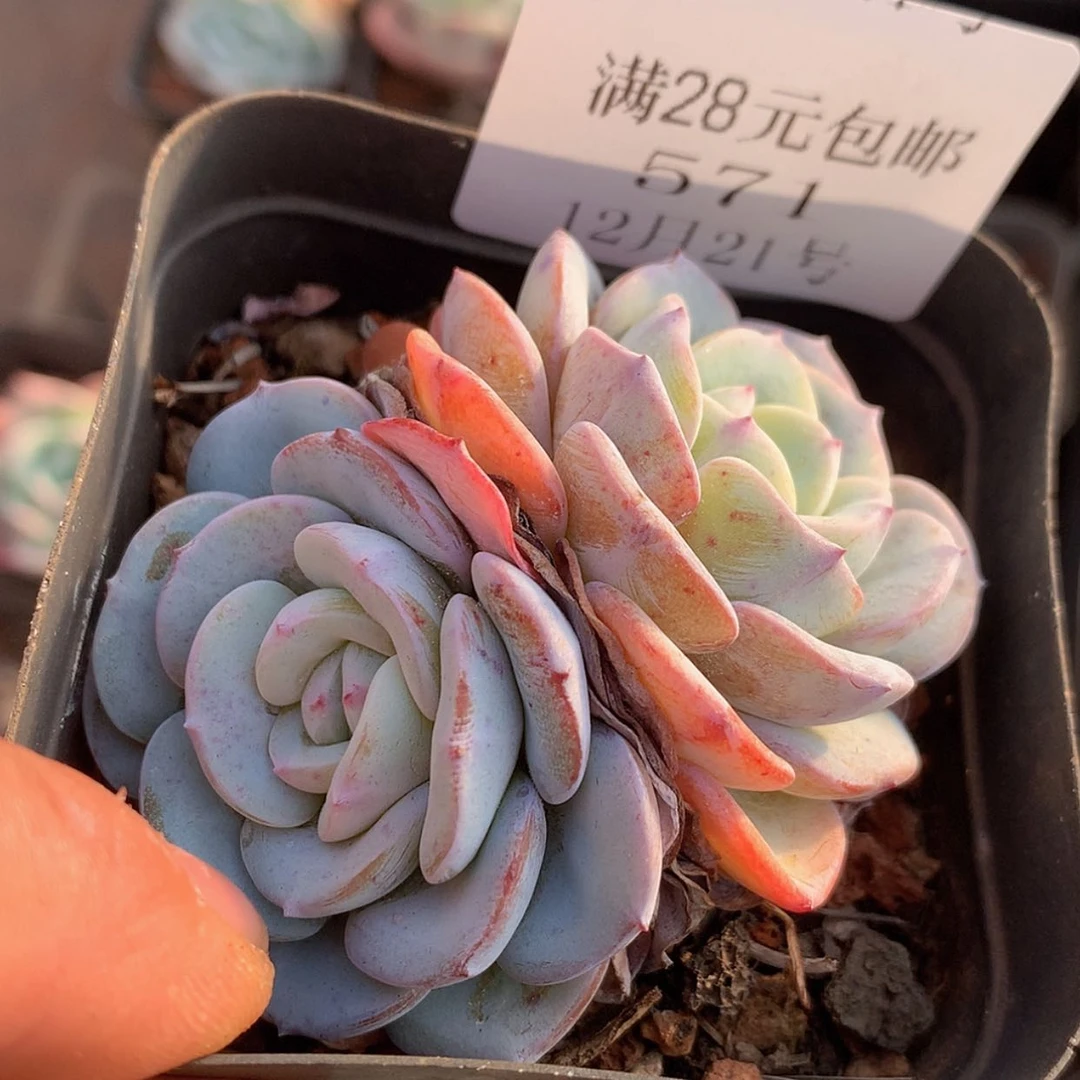 【闪购商品】云571号