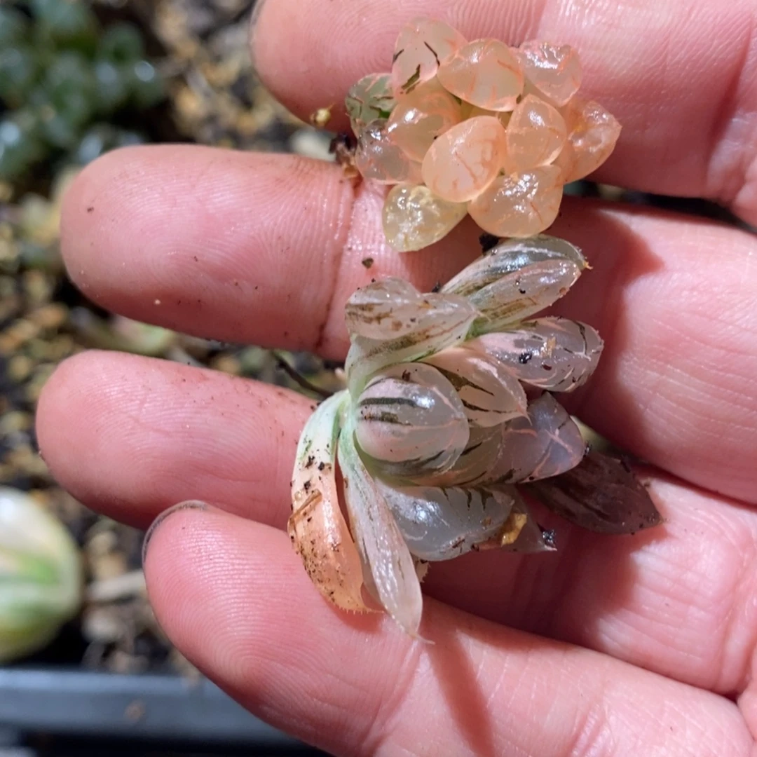 月***事25109 两颗一起 福利