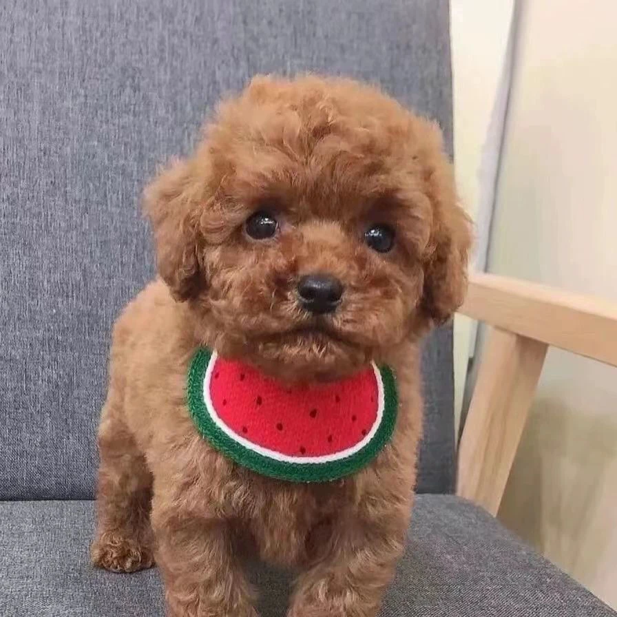 纯种泰迪犬幼犬活体灰色泰迪长不大的泰迪红棕色黑色，香槟色