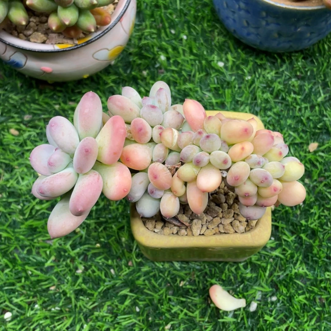 三日月美人多肉植物